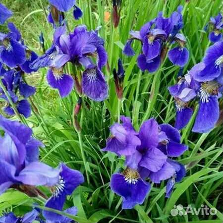 Многолетние садовые цветы