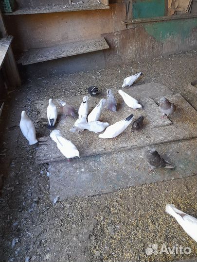 Голуби