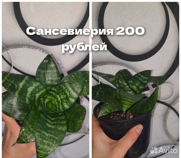 Сансевиерия