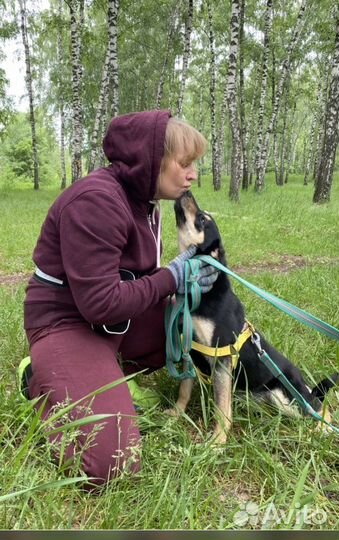 Маленькая собака из приюта
