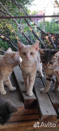 Котята в добрые руки