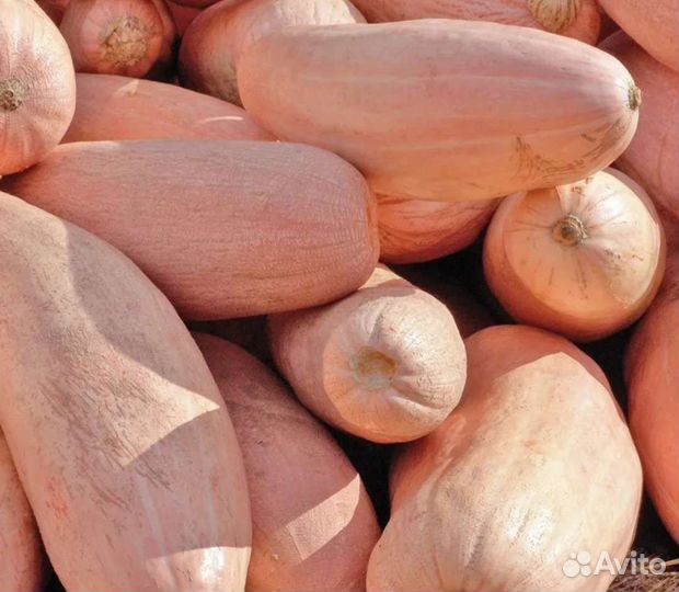 Тыква Папайя семена