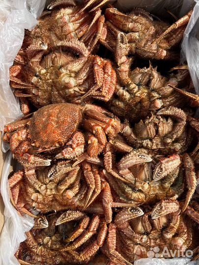 Краб Волосатик 2023