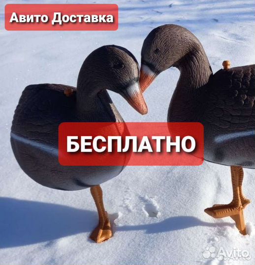 Чучела белолобые (новый гусь)