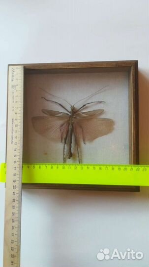 Палочник, жук