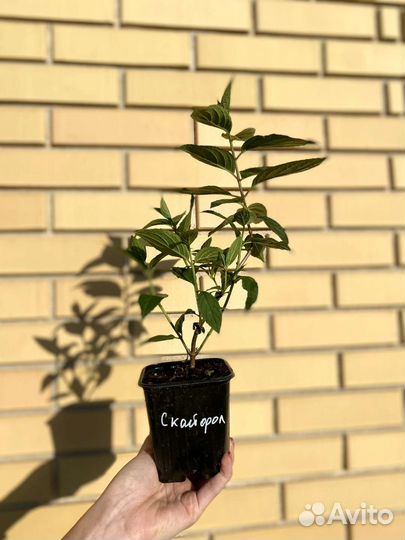 Саженцы гортензии метельчатой