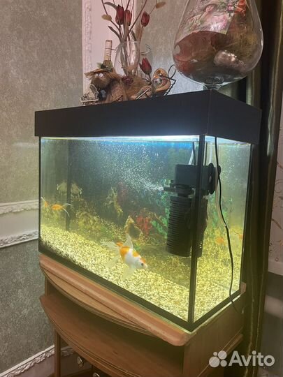 Аквариум 90 л с рыбками и тумбой