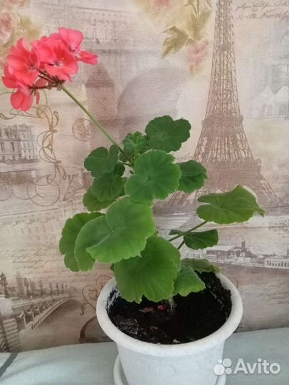 Пеларгония герань