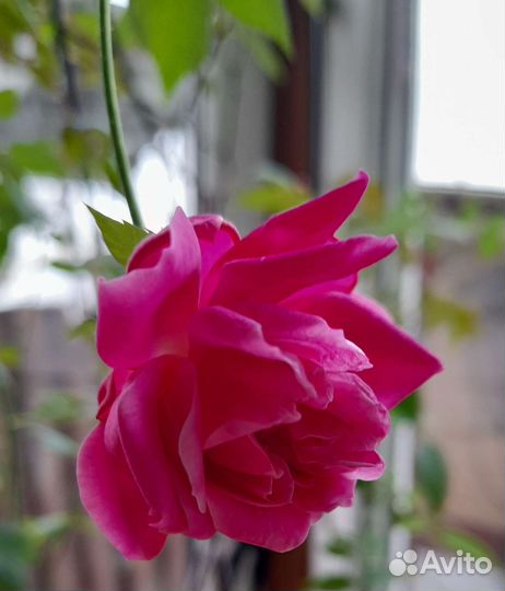 Бенгальская роза