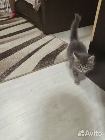 Котенок 2,5 месяца