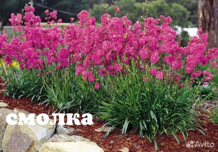 Смолка и многолетние цветы