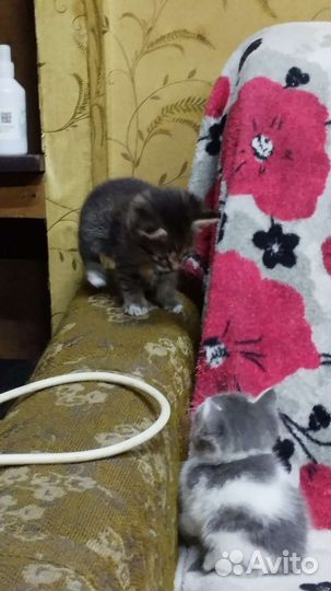 Кошки в добрые руки бесплатно