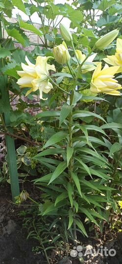 Лилии Экзотик Сан от-гибрид