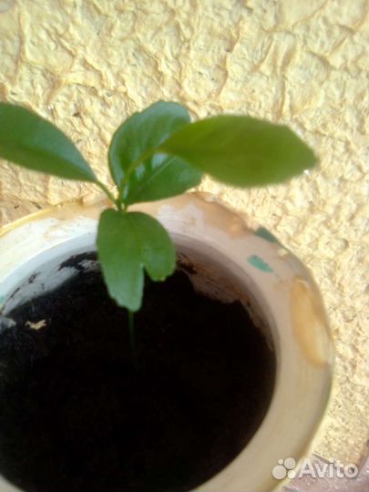 Дерево лимона 1-3 м высотой 