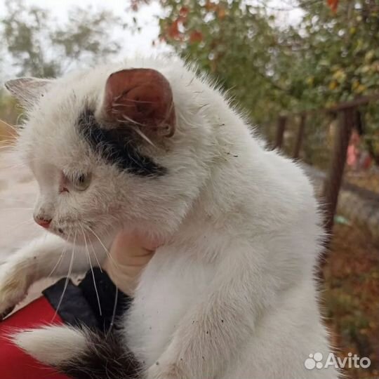 Нужен дом или передержка, котенок в беде