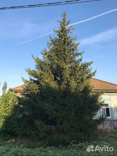 Ель живая