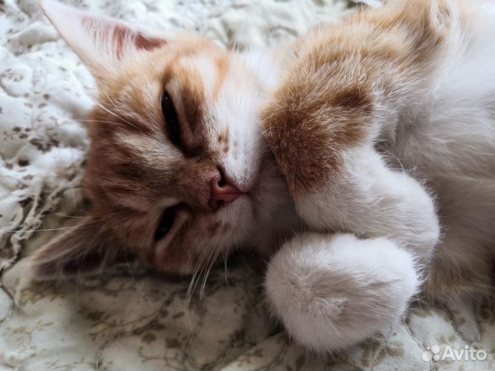 Кошка в дар бесплатно