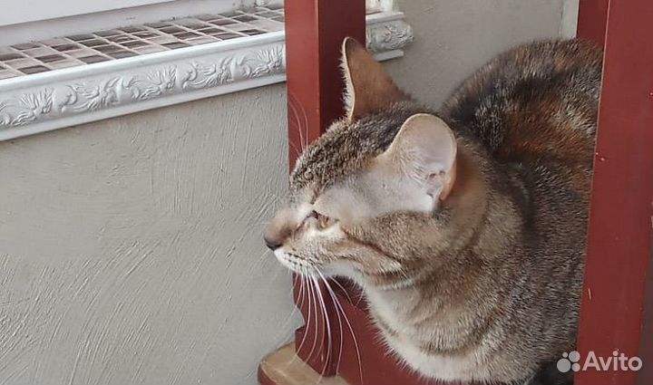 Кошка