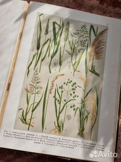 Литографии Ботанический Атлас Монтеверде