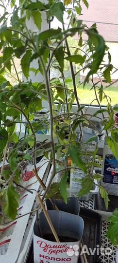 Рассада помидор и огурцов