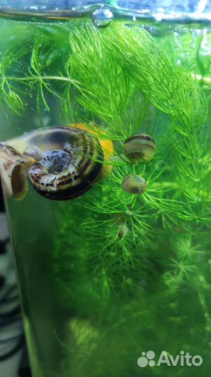 Аквариумное улитосики Маризы и Ампулярии