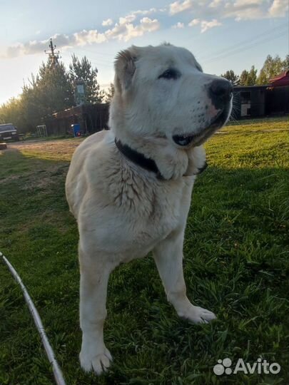 Среднеазиатская овчарка алабай щенки