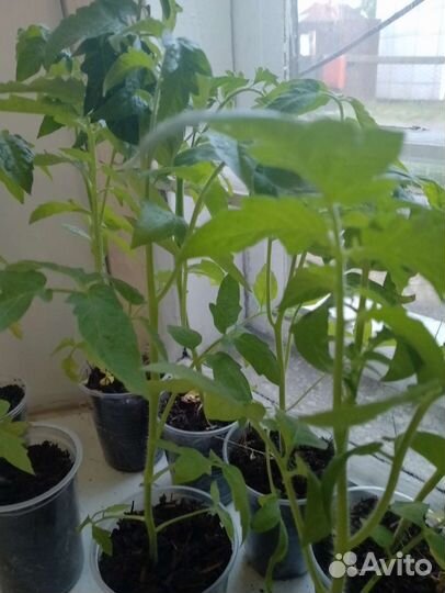 Рассада помидор