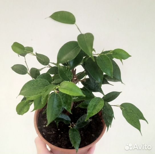 Фикус бенджамина