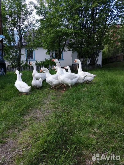 Гуси, утки