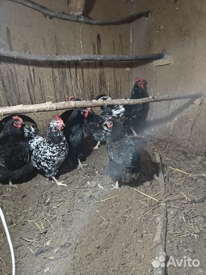 Домашние куриные яйца деревенские, диетические