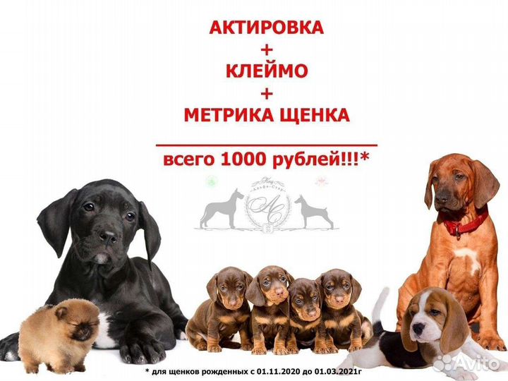 Оформление документов на собак, актировка, клеймен