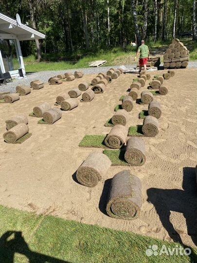 Рулонный газон эконом