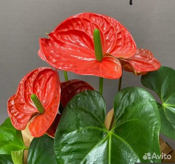 Антуриумы сортовые 3 вида