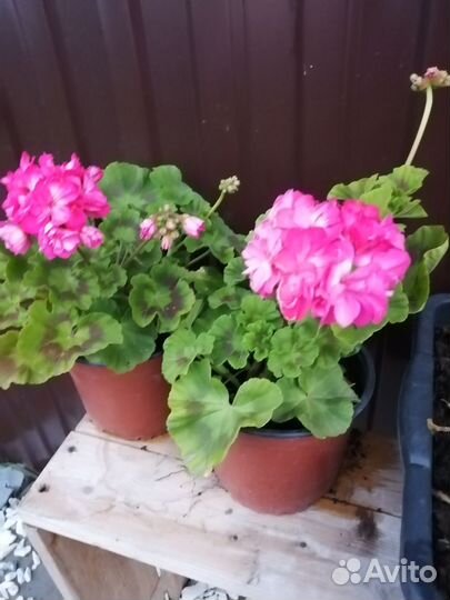 Комнатные цветы