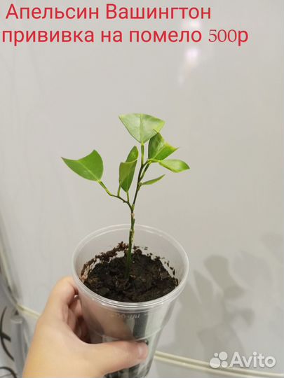 Лимон, апельсин, лаймкват