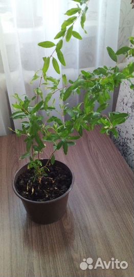 Гранат комнатный