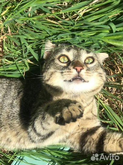 Бездомный кот