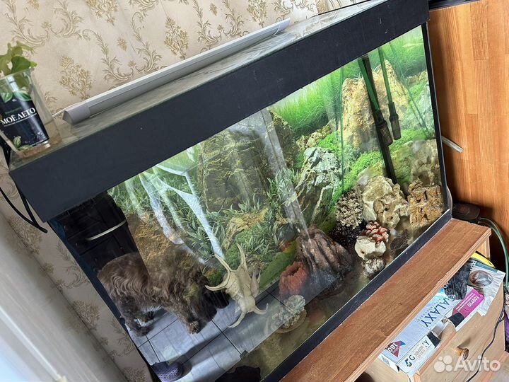 Аквариум на 200 литров