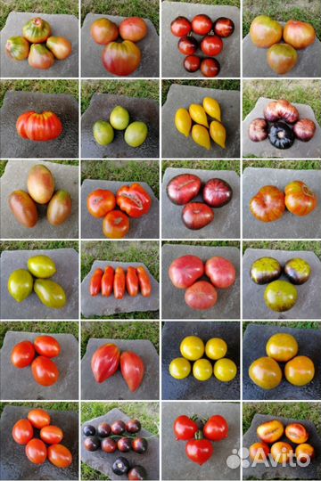 Семена помидоров томатов