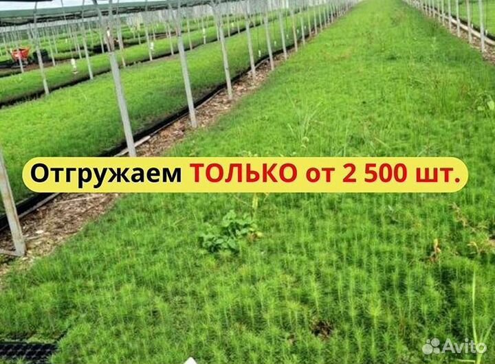Сеянцы сосны зкс опт