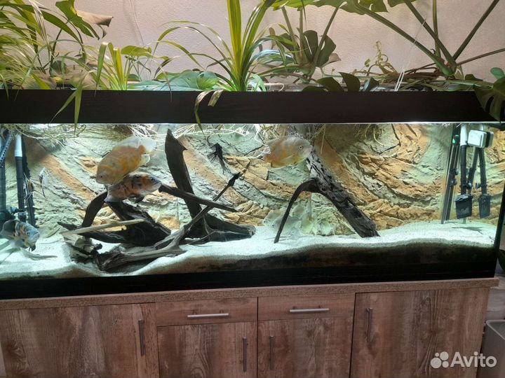 Аквариум 500 литров