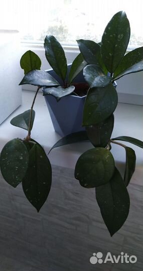 Хойя или восковой плющ