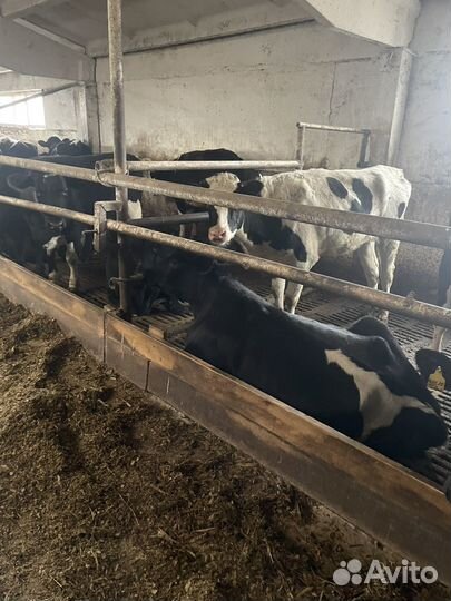 Нетели товарные