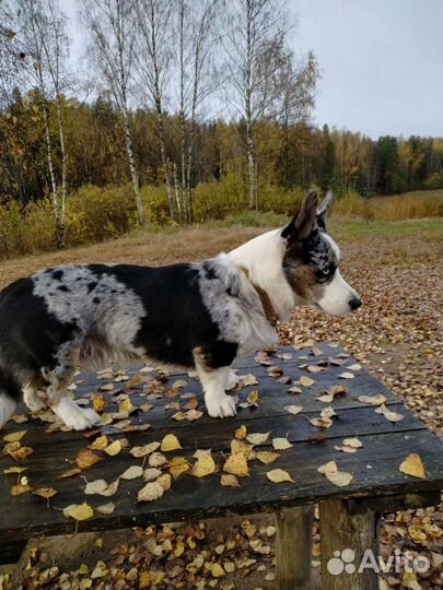 Вязка.Вельш корги кардиган