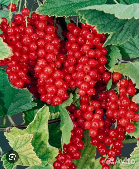 Красная смородина