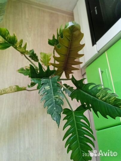 Филодендрон Карамель марбл вар