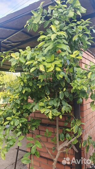 Мандариновое дерево с плодами