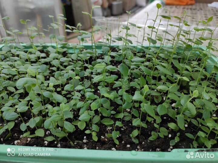 Саженцы Голубики садовой от 100 шт на доращивание