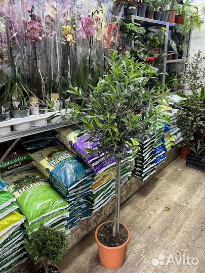 Олива штамбовая 125см