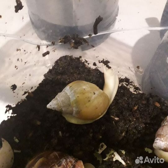 Улитки ахатины